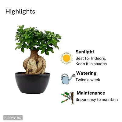 Ficus Bonsai Plants for Home Indoor Live in Black Round Pot-thumb0