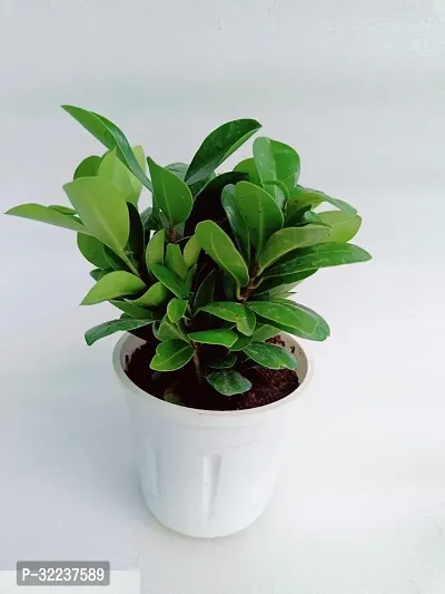 Ficus Compacta Live Plant with Pot-thumb0