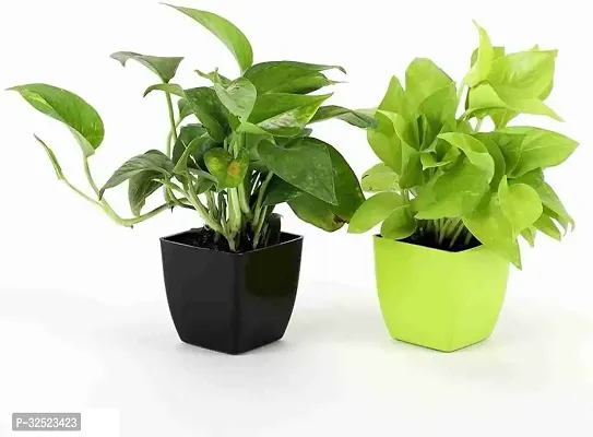 Money Plant With Black Square Platic Pot And Golden Money Plant With Green Square Plastic Pot-thumb0