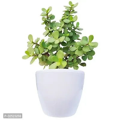 Jade Plant Home Decorative Plant