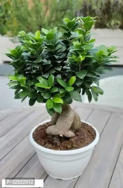 Decorative Home Live Plant