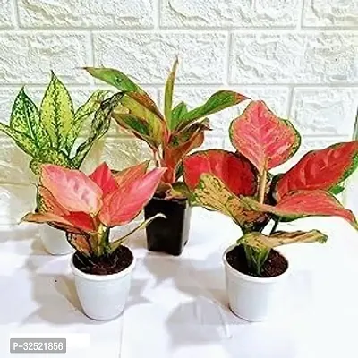 Decorative Home Live Plant, Combo