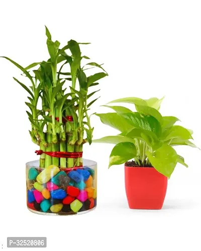 Decorative Home Live Plant, Combo-thumb0