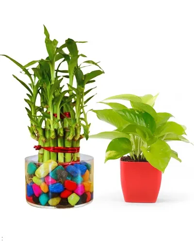 Must Have Plant & Planters 