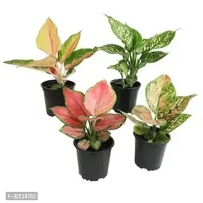 Decorative Home Live Plant, Combo