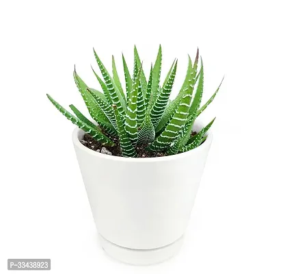 Home Decor Live Plant for Home-thumb0