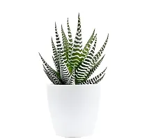 Home Decor Live Plant for Home-thumb2