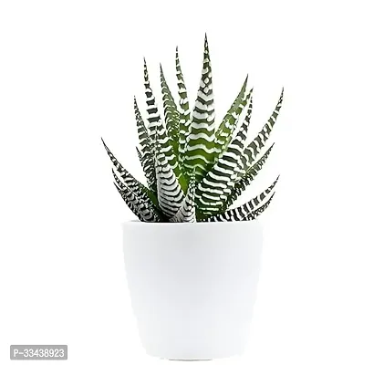 Home Decor Live Plant for Home-thumb3