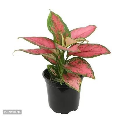 Home Decor Live Plant for Home-thumb0