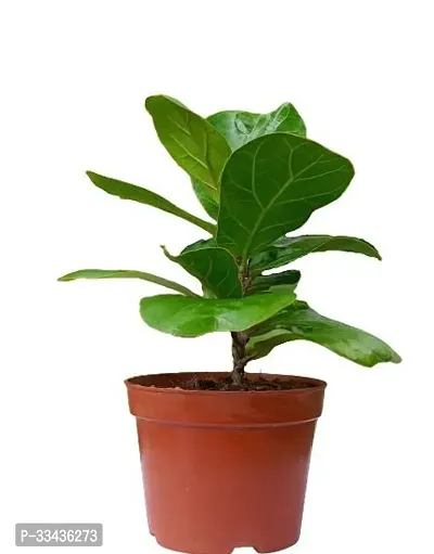 Home Decor Live Plant for Home-thumb0