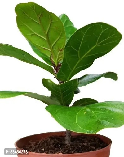 Home Decor Live Plant for Home-thumb4