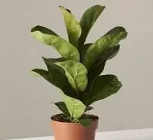 Home Decor Live Plant for Home-thumb2