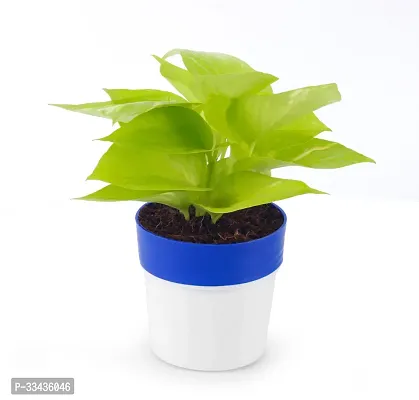 Home Decor Live Plant for Home-thumb0