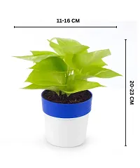 Home Decor Live Plant for Home-thumb2