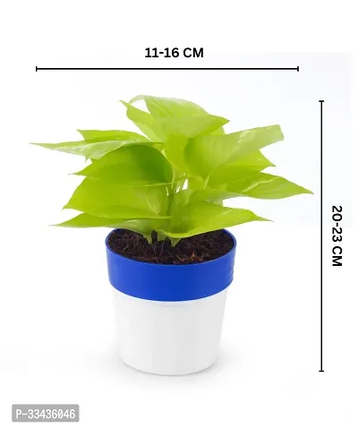 Home Decor Live Plant for Home-thumb3