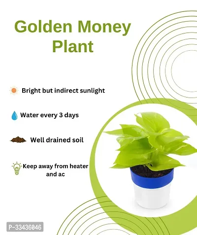 Home Decor Live Plant for Home-thumb2