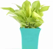 Phulwa Golden Money Plant-thumb1