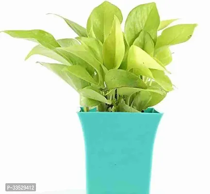 Phulwa Golden Money Plant-thumb2