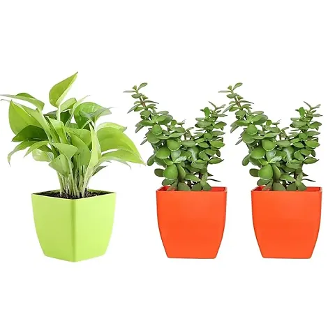 Limited Stock!! Plant & Planters 