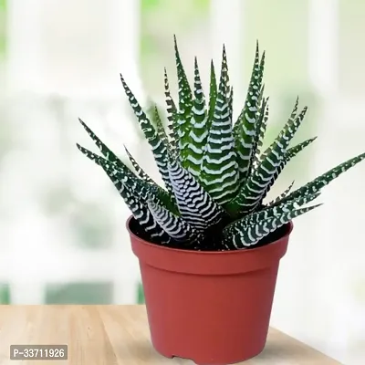 Succulent Live Plant