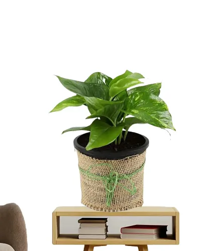 Green Money Plants In Jute Reper Pot