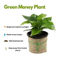 green money plants in jute reper pot-thumb1