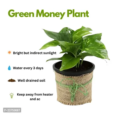 green money plants in jute reper pot-thumb2