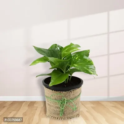 green money plants in jute reper pot-thumb3