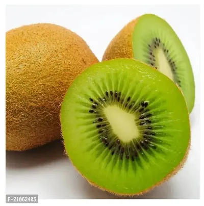 Greenlife garden  Kiwi Fruit Live Plant  Actinidia deliciosa