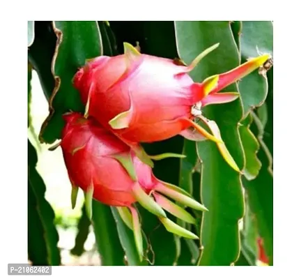 Greenlife garden Red Dragon plan  Pack of 2