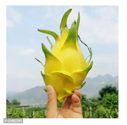 RI ENTERPRISE Yellow Skin Dragon Fruit Live Indoor Outdoor Ornamental Plant  Pack of 1