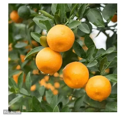 Greenlife garden Live Orange Nagpur Grafted    Fruit Plants   Tree