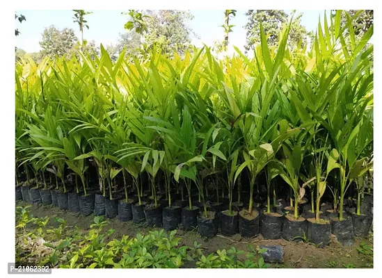 ANU Live Plant Hybrid Dwarf Arecanut Betel plant Betel Nut Plant  2 feet height-thumb0