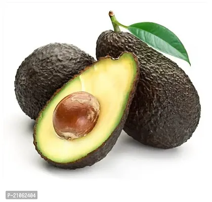 Greenlife garden  Avocado Hass Live Plant  Persea americana  Hass