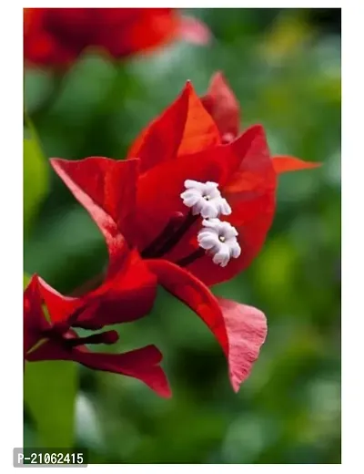 Greenlife garden Bougainvillea Flower  Red  Kagoj Ful  Red