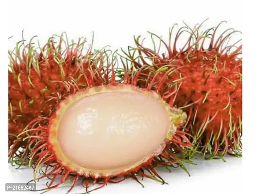 Greenlife garden  Rambutan Caesar Live Plants  Red