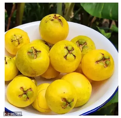Yellow Strawberry Guava Psidium Cattleianum Healthy Live Plant Fruit Plants For Home Garden
