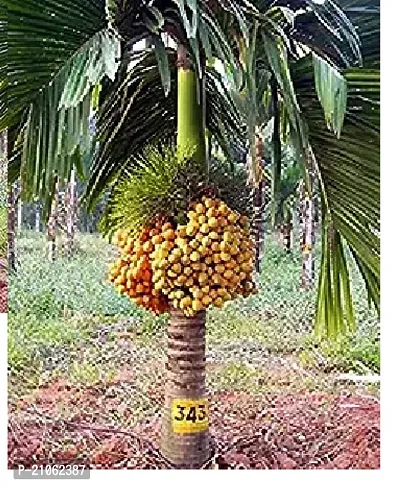 Corofitam Hybrid Asamese Variant Dwarf Betel Nut Supari Live Plant-thumb0