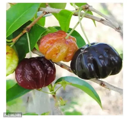 Greenlife garden  Surinam Cherry Black Live Plants  Eugenia Uniflora-thumb0