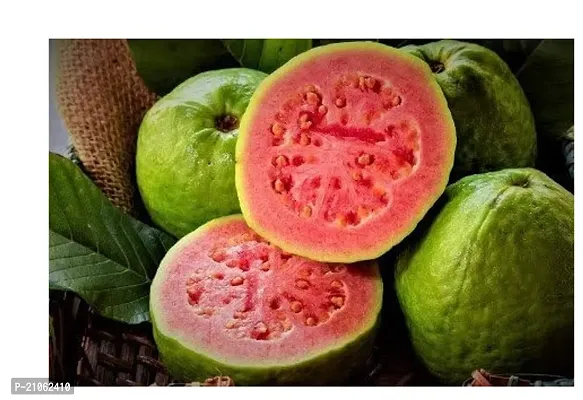 Greenlife garden   Red Daimond Guava Plant  Healthy guava plan 1 5 2 feet Height-thumb0