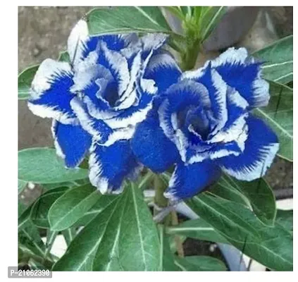 Blue Adenium Grafting Plant Desert Roses Live Flower Plant Healthy Live Plant Decorative Flowering Plant