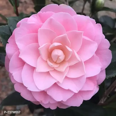 Camellia Pink flower live plant,Gardens Outdoors flower plant,Very Beautiful Camellia Japonica Kamiliya Flower (Queen of Winter) Live Pant Original Variety (PINK)-thumb0