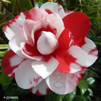 Camellia flower live plant,Gardens Outdoors flower plant,Very Beautiful Camellia Japonica Kamiliya Flowe,Original Variety Live Flower Plant For Home Garden-thumb0