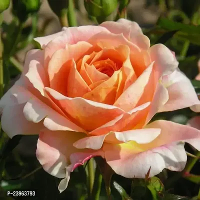 Absent Friends rose Outdoor beautiful plant