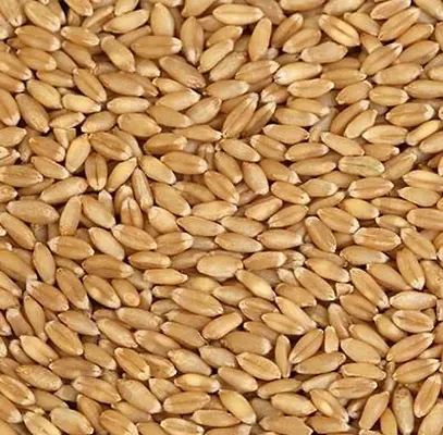Wheat 2 kg-Price Incl.Shipping