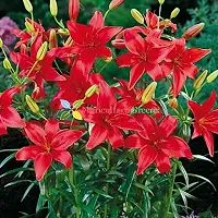 Floriculture Greens Winter Flower Bulbs Oriental Lily Imported Flower Bulbs for Home  Garden (Red, Pack of 6 Bulbs)-thumb2