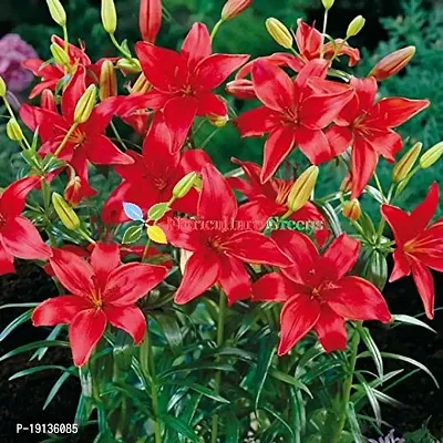 Floriculture Greens Winter Flower Bulbs Oriental Lily Imported Flower Bulbs for Home  Garden (Red, Pack of 6 Bulbs)-thumb3