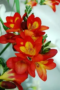 Floriculture Greens Flower Bulbs IMP. Freesia Orange Aromatic Flowers Bulbs Pack of-thumb3