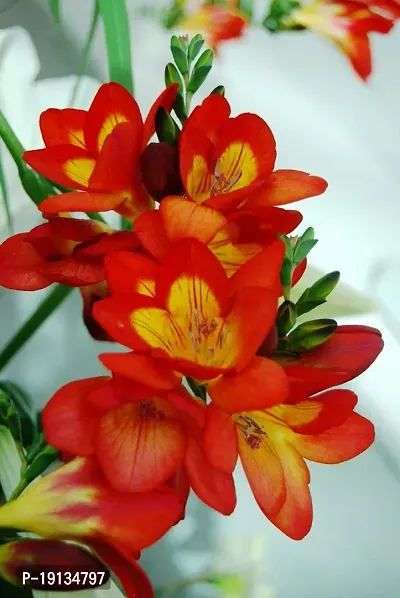 Floriculture Greens Flower Bulbs IMP. Freesia Orange Aromatic Flowers Bulbs Pack of-thumb4