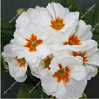Flower Seeds 70 Pcsprimrose Seedflower, Primula Malacoides, Seeds Seasons, Indoor Flower Seeds, Easy Grow: 19-thumb2